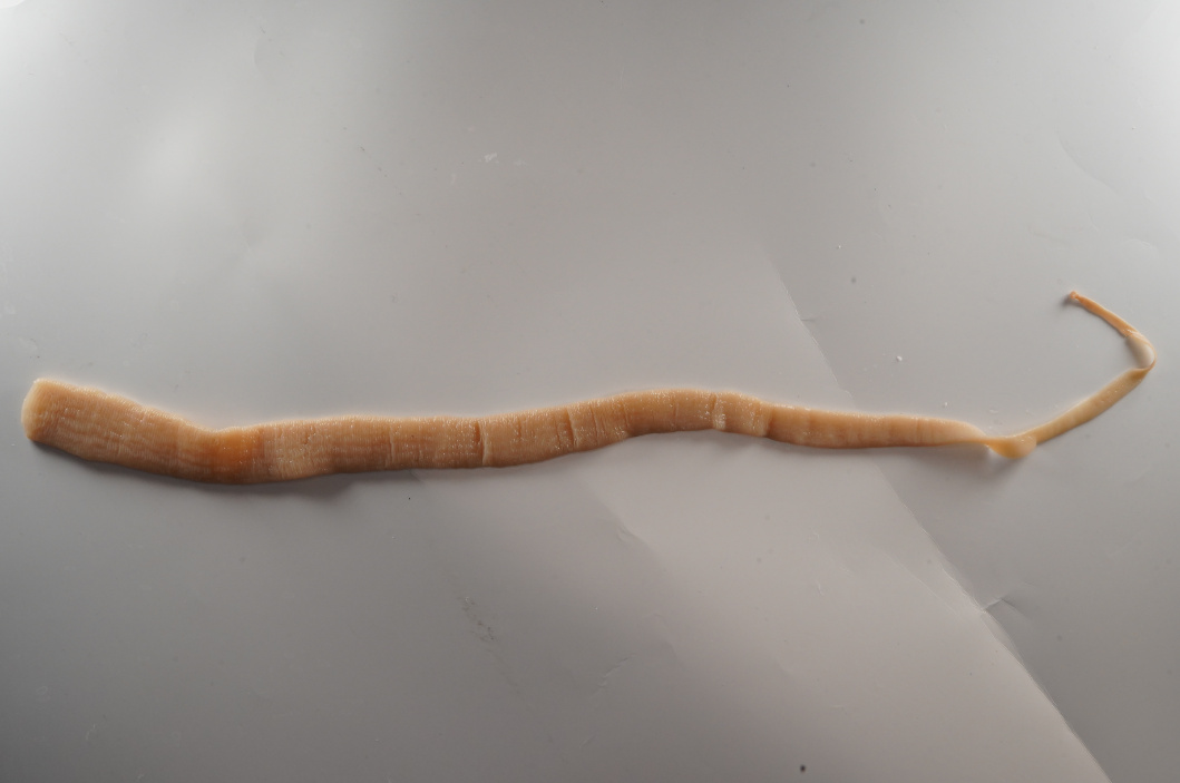 card-specialties-image