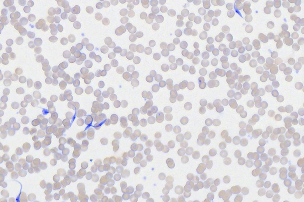 card-specialties-image